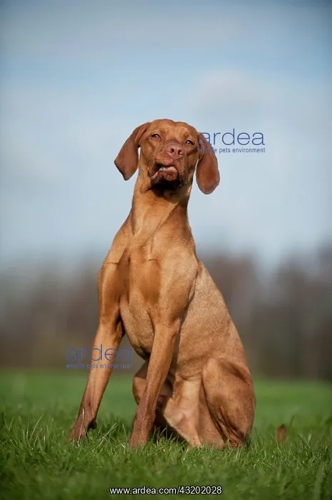 : Magyar Vizsla dog sitting on a meadow : Magyar Vizsla dog sitting on a meadow