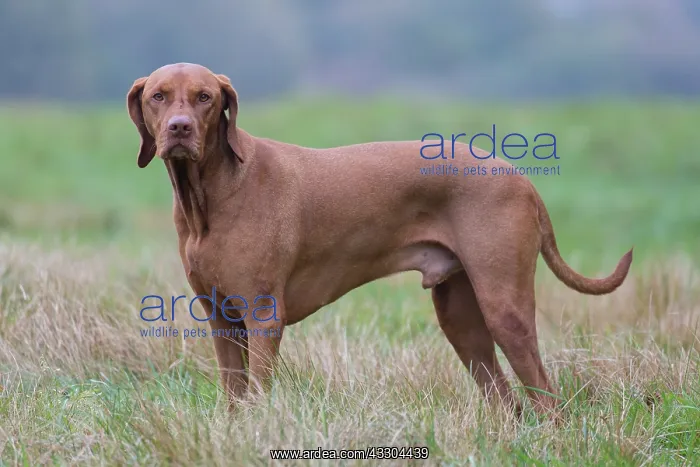 : Magyar Vizsla - dog standing in meadow - Germany : Magyar Vizsla - dog standing in meadow - Germany