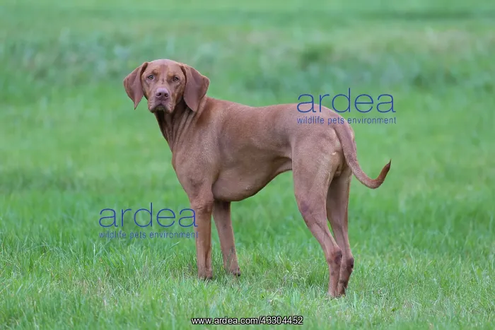  : Magyar Vizsla - dog standing in meadow - Germany