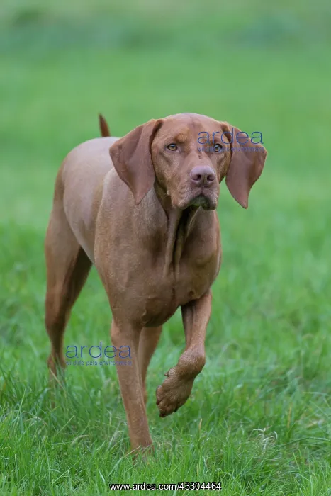 : Magyar Vizsla - dog standing in meadow - Germany : Magyar Vizsla - dog standing in meadow - Germany