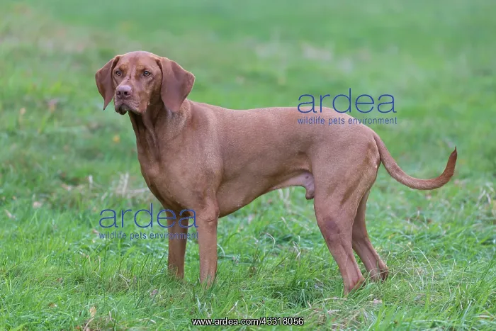 : Magyar Vizsla - dog standing in meadow - Germany : Magyar Vizsla - dog standing in meadow - Germany