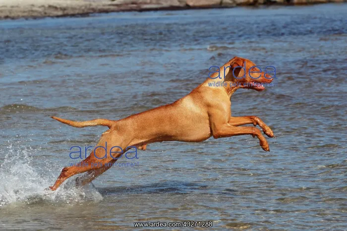 : Magyar Vizsla, Hungarian Vizsla, or Hungarian Pointer : Magyar Vizsla, Hungarian Vizsla, or Hungarian Pointer
