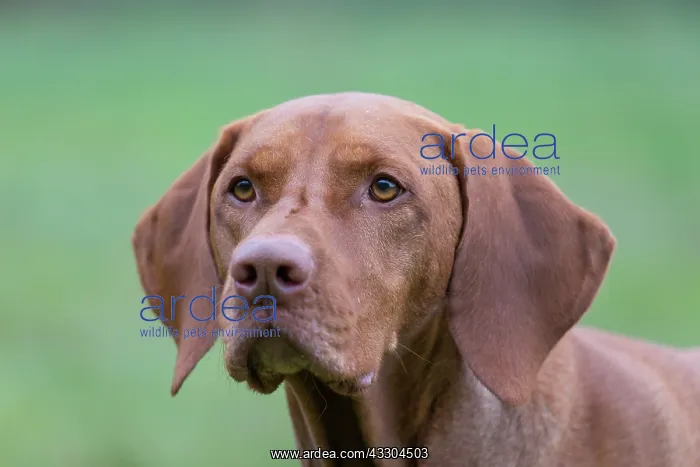 : Magyar Vizsla - portrait - Germany : Magyar Vizsla - portrait - Germany