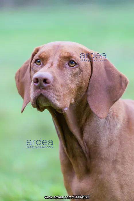 : Magyar Vizsla - portrait - Germany : Magyar Vizsla - portrait - Germany