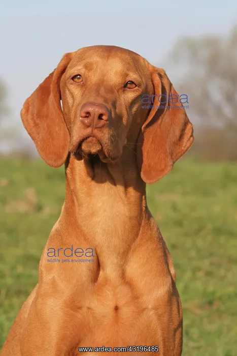 : Magyar vizsla, portrait Magyar Vizsla, Portr&, x4d2c; : Magyar vizsla, portrait Magyar Vizsla, Portr&, x4d2c;