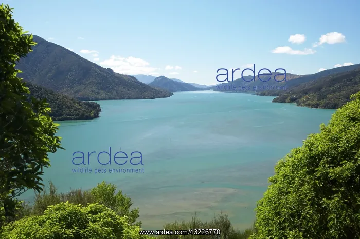 : Mahakipawa Arm, Mahau Sound, Marlborough : Mahakipawa Arm, Mahau Sound, Marlborough