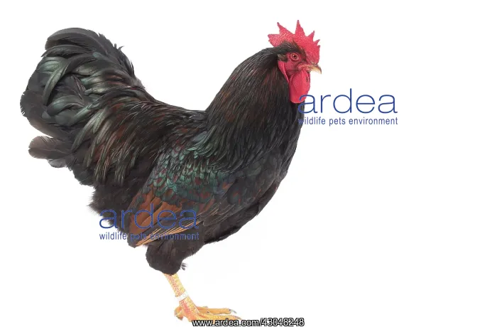  : Mahogany Double-laced Barnevelder Chicken