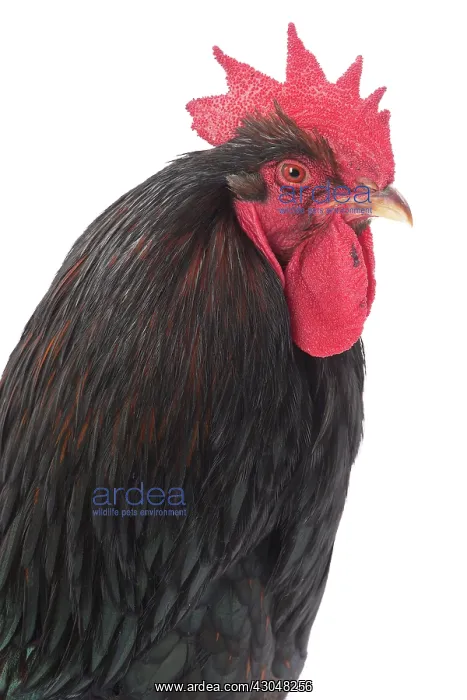 : Mahogany Double-laced Barnevelder Chicken : Mahogany Double-laced Barnevelder Chicken