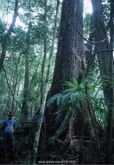 : MAHOGANY - man at base of tree : MAHOGANY - man at base of tree