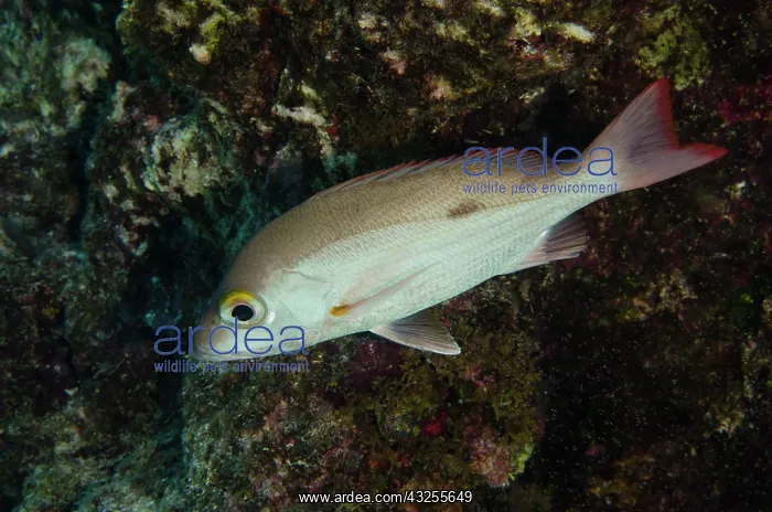 : Mahogany Snapper (Lutjanus mahogoni), Bonaire : Mahogany Snapper (Lutjanus mahogoni), Bonaire