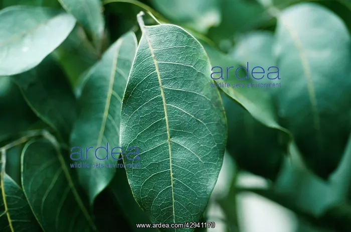: Mahogany Tree : Mahogany Tree