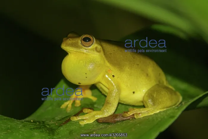 : Mahogany tree frog (Tlalocohyla loquax), Arenal : Mahogany tree frog (Tlalocohyla loquax), Arenal