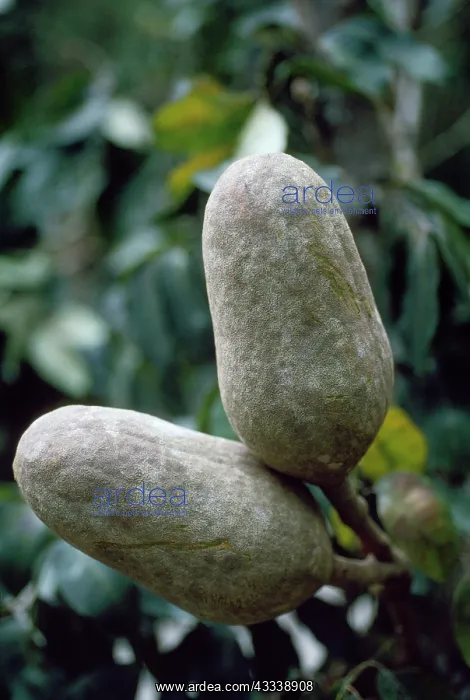 : Mahogany Tree fruit / seed pod - close up of pods in canopy : Mahogany Tree fruit / seed pod - close up of pods in canopy