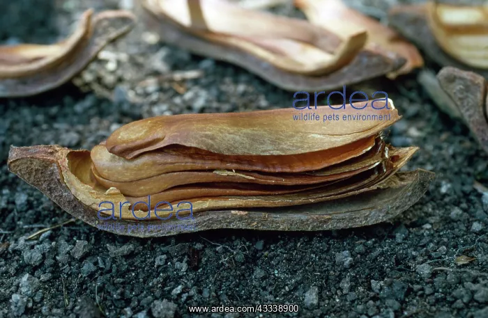 : Mahogany Tree Seed Pod - opened to reveal design : Mahogany Tree Seed Pod - opened to reveal design