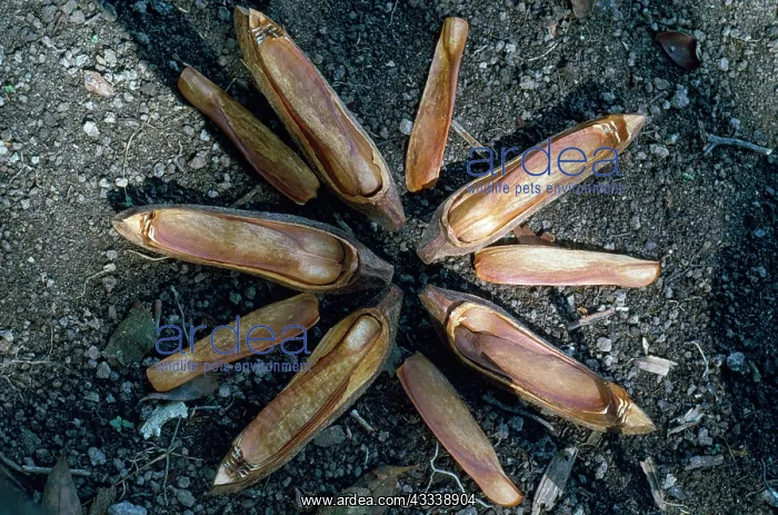 : Mahogany Tree Seed Pod - opened to reveal design : Mahogany Tree Seed Pod - opened to reveal design