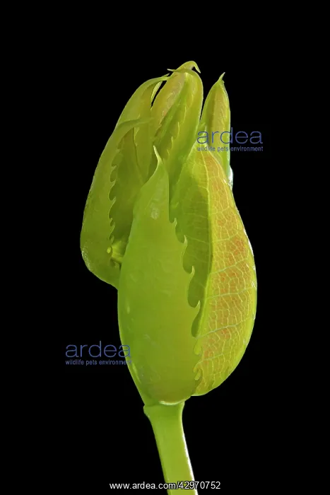 : Mahonia - young leaves in spring : Mahonia - young leaves in spring