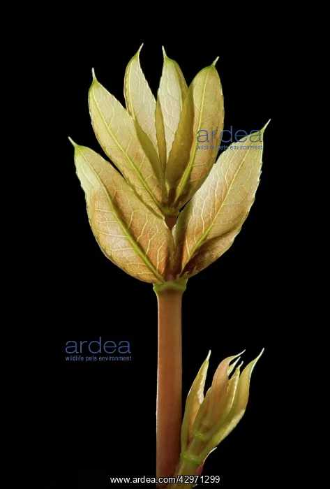 : Mahonia - young leaves in spring : Mahonia - young leaves in spring