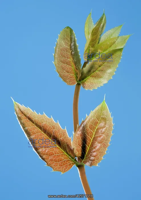 : Mahonia - young leaves in spring : Mahonia - young leaves in spring