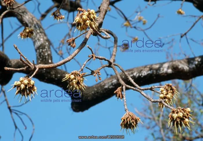  : Mahua  /  Honey Tree  /  Madhuka  /  Mohwa Flowers -