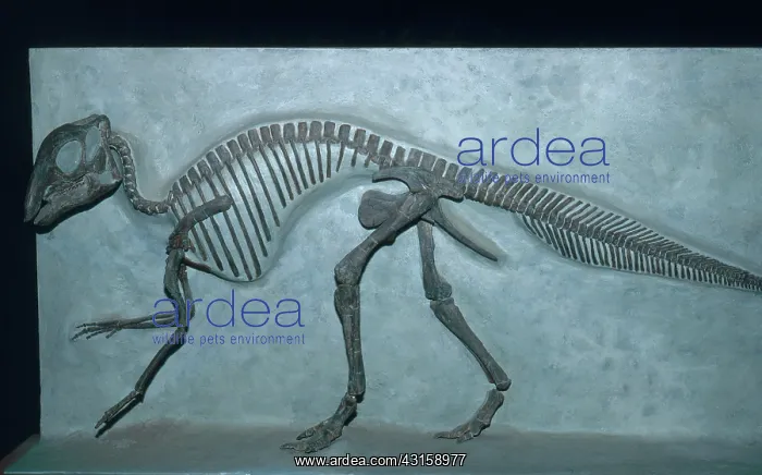 : Maiasaur Skeleton : Maiasaur Skeleton