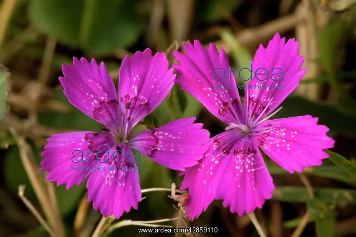 : Maiden pink : Maiden pink