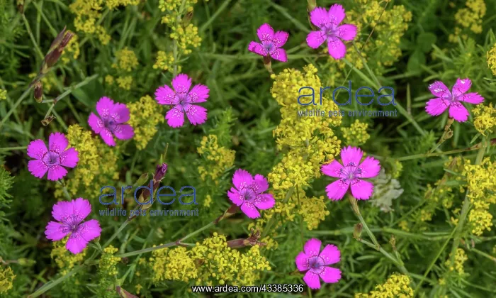 : Maiden pink, Dianthus deltoides and Lady's bedst : Maiden pink, Dianthus deltoides and Lady's bedst