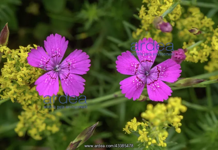  : Maiden pink, Dianthus deltoides and Lady's bedst