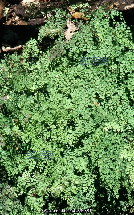 : Maidenhair Fern : Maidenhair Fern