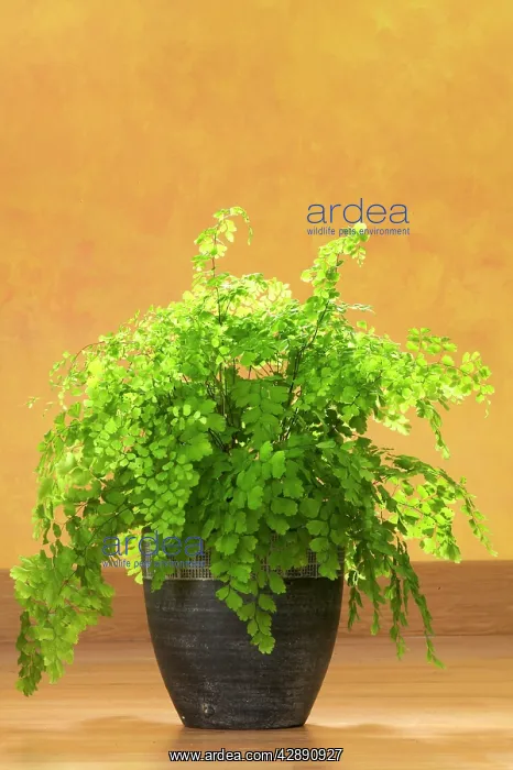  : Maidenhair Fern
