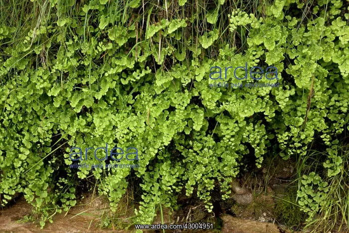 : Maidenhair Fern : Maidenhair Fern