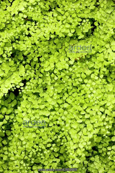  : Maidenhair Fern - growing by a spring