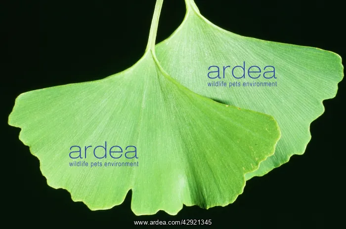: Maidenhair / Ginkgo Tree : Maidenhair / Ginkgo Tree