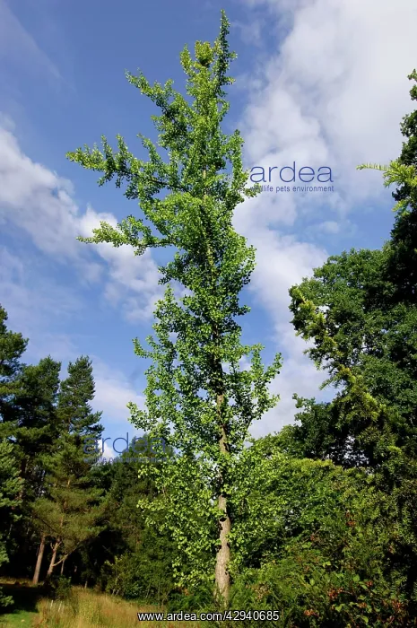 : Maidenhair / Ginkgo Tree - Bedgebury Pinetum : Maidenhair / Ginkgo Tree - Bedgebury Pinetum
