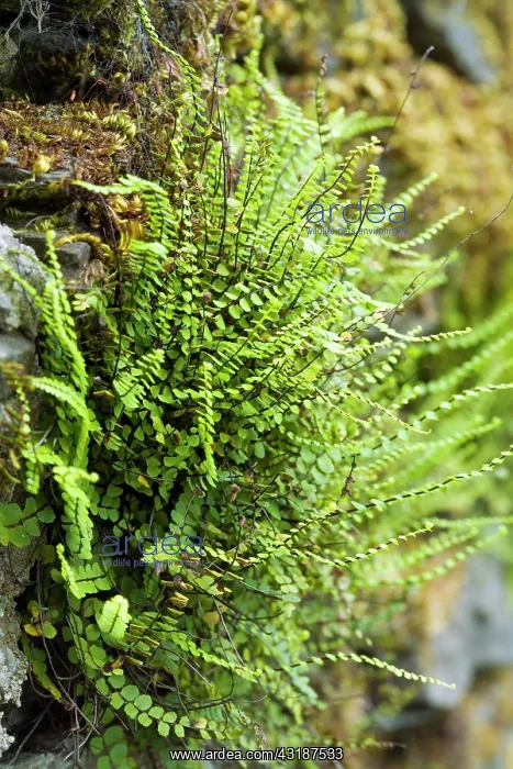  : Maidenhair Spleenwort