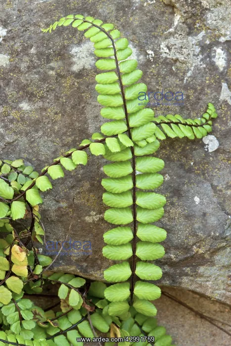  : Maidenhair spleenwort fern