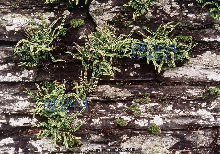 : Maidenhair Spleenwort Fern : Maidenhair Spleenwort Fern