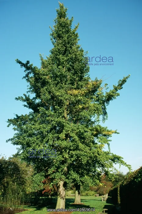 : MAIDENHAIR TREE / GINKGO : MAIDENHAIR TREE / GINKGO