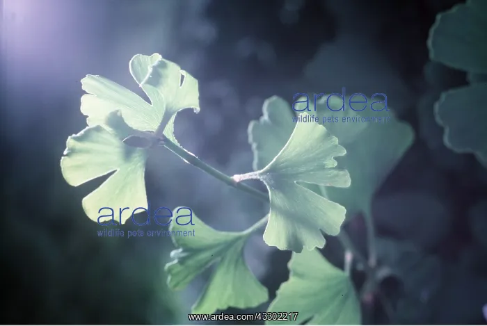 : MAIDENHAIR TREE / GINKGO - close-up of foliage : MAIDENHAIR TREE / GINKGO - close-up of foliage