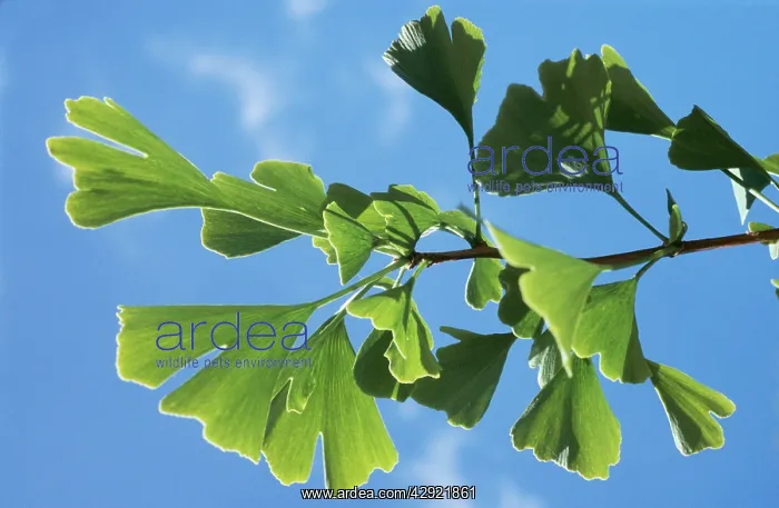 : MAIDENHAIR TREE / GINKGO - Close-up of leaves : MAIDENHAIR TREE / GINKGO - Close-up of leaves