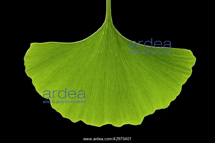 : Maidenhair Tree - leaf : Maidenhair Tree - leaf