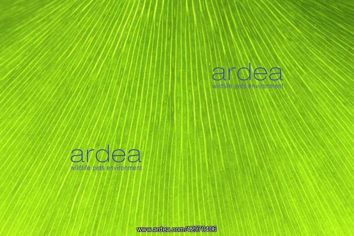  : Maidenhair Tree - leaf
