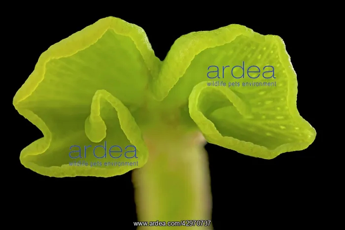 : Maidenhair Tree - unfolding leaf : Maidenhair Tree - unfolding leaf