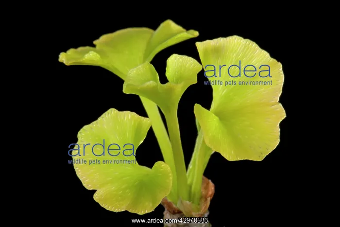 : Maidenhair Tree - young leaves : Maidenhair Tree - young leaves