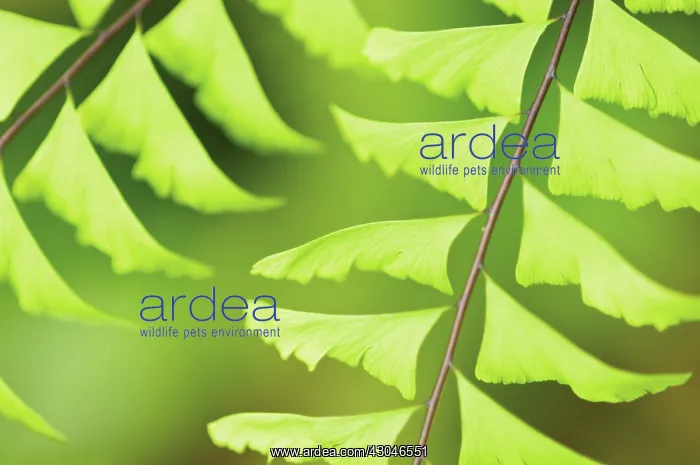 : Maidenhairfern : Maidenhairfern
