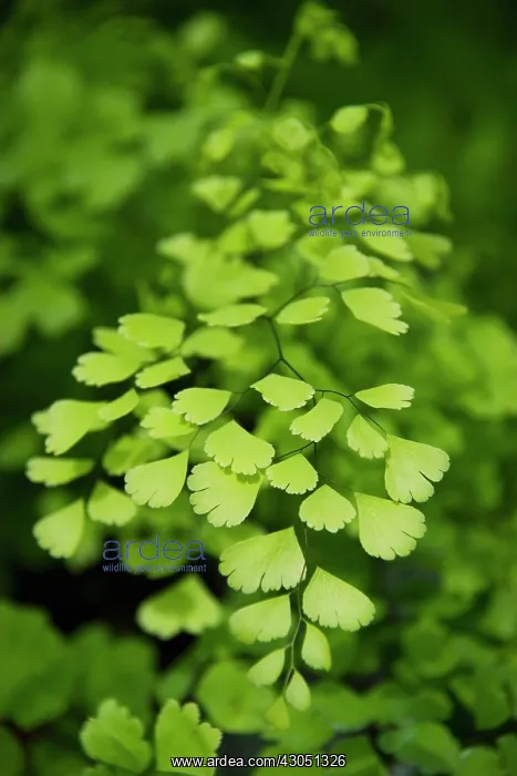 : Maidenhairfern : Maidenhairfern