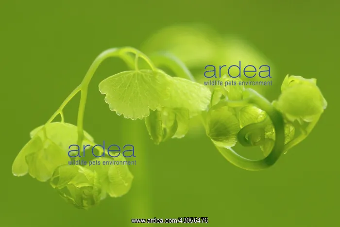 : Maidenhairfern : Maidenhairfern