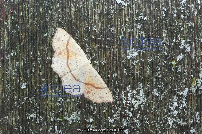 : Maiden's Blush Moth : Maiden's Blush Moth