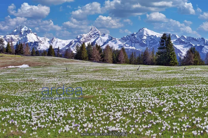 : Maienscss with flowering crocuses, behind them the : Maienscss with flowering crocuses, behind them the