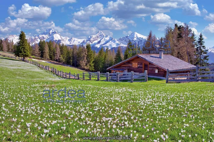 : Maienscss with flowering crocuses, behind them the : Maienscss with flowering crocuses, behind them the