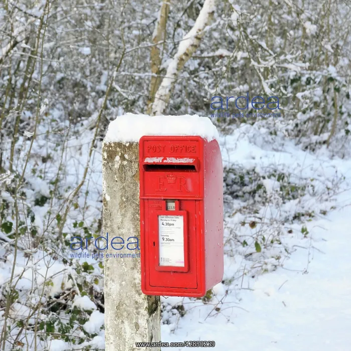  : Mailbox on post covered in snow